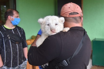 В зоопарке Запорожской области белых тигрят приучают к рукам с рождения - фото