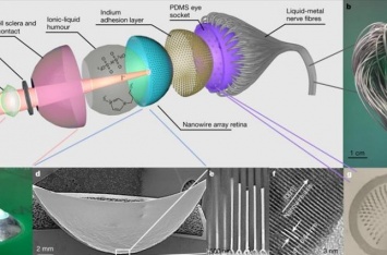 Ученые создали бионический глаз, который работает почти как настоящий