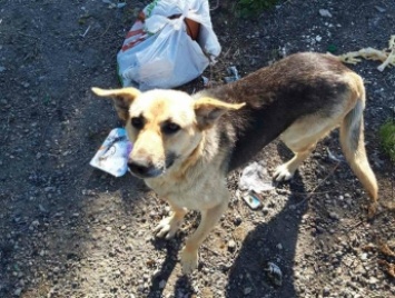 Возле мелитопольской трассы выбросили собаку вместе с мусором (фото)