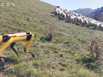 Робот-пес учится пасти овец в Новой Зеландии (ФОТО, ВИДЕО)