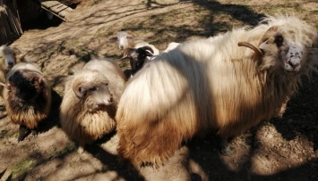 В горных селах на Закарпатье началась массовая стрижка овец