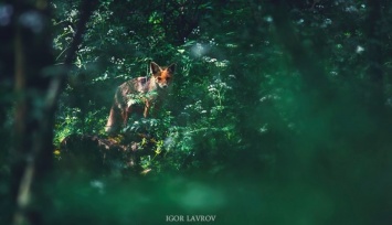 Вдоль берега реки в Запорожье гуляет лисица (ВИДЕО)