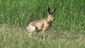 Любопытный заяц подошел к людям на расстояние вытянутой руки (видео)