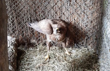 В Одесском зоопарке выхаживают раненую хищную птицу, которую принесли одесситы