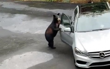 Медведь "взломал" автомобиль и хотел сесть в него, но его испугали люди