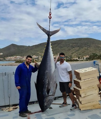 Испанские рыбаки выловили 305-килограммового тунца (ФОТО, ВИДЕО)