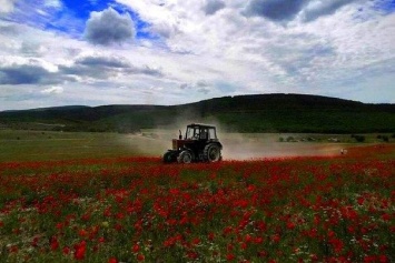 В Крыму тракторы прошлись по маковому полю (ВИДЕО, ФОТО)