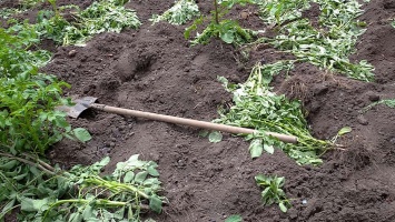 У жителей Покрова на дачном участке выкопали 100 килограммов раннего картофеля