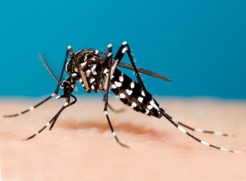 Власти Ибицы предупредили о нашествии комаров - переносчиков опасных вирусов