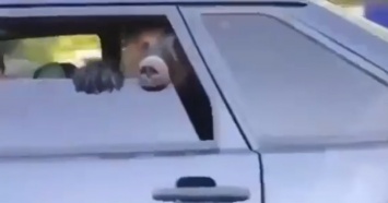 В Челнах медведя перевезли на заднем сиденье легковушки (видео)