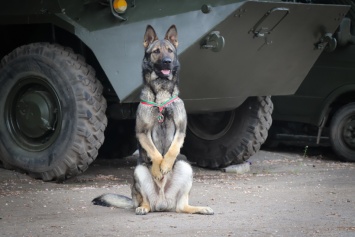 За выполнение сложной боевой задачи гвардейский пес получил медаль "За преданную службу" (фото)