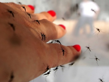 Дачный сезон: как отпугнуть комаров и мух. Средство своими руками
