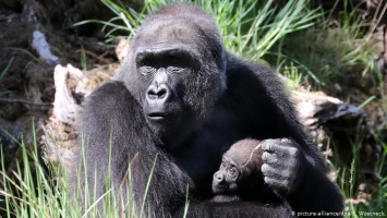 Маленьким гориллам в Германии выбрали имена - Кеша и Мойо (фото)