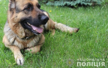 В Запорожской области служебная собака по следу нашла вора на кладбище - фото