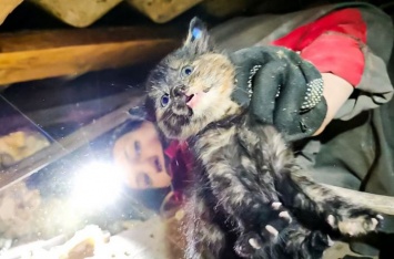 В Киеве двух котят спасли с помощью перфоратора и болгарки