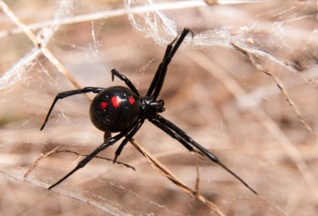 Не сработало: в Боливии трое детей дали укусить себя ядовитому пауку, надеясь стать спайдерменами