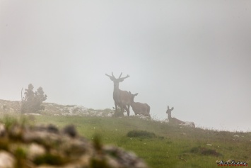 В горах над Гурзуфом замечены олени (ФОТО)