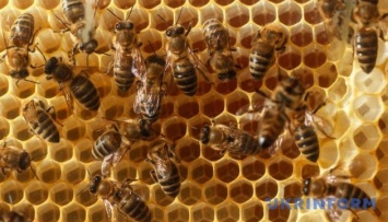В этом году пчеловоды получат специальную бюджетную дотацию - Минэкономики
