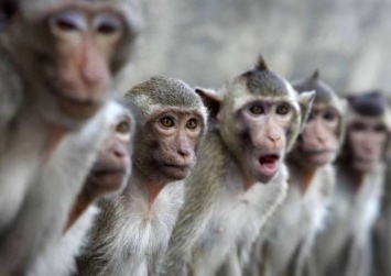 Индийские обезьяны украли кровь зараженных коронавирусом пациентов