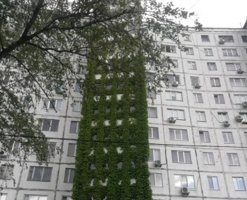 В Киеве бесплатно раздадут саженцы для вертикального озеленения домов