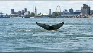 В один из крупнейших городов Канады заплыл горбатый кит