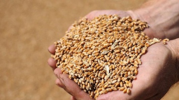 Урожай пшеницы в мире не изменится, а вот в Украине упадет: эксперты назвали причину