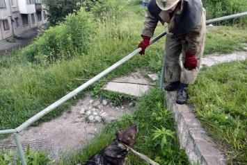 В Каменском чрезвычайники спасли собаку
