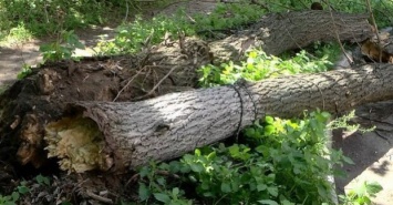 В Харькове непогода повалила десятки деревьев