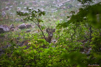 В лесу на южном берегу Крыма гуляют косули (ФОТО)