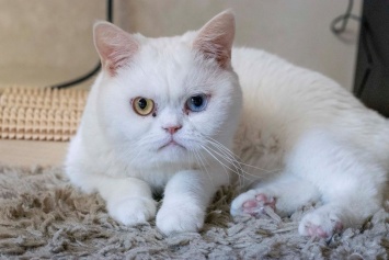 Янтарь и аметист: в Днепре котик с особенными глазками ищет дом (Фото)