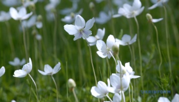На Тернопольщине цветут нежные анемоны