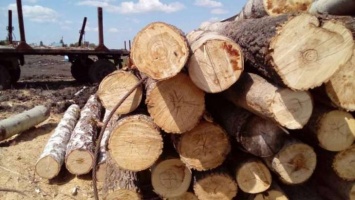 В Донецкой обл. лесник незаконно вырубил и продал древесины на 1,3 млн грн
