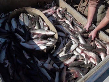 200 сетей, 100 кг рыбы, 100 тысяч убытков... В прибрежной зоне Мариуполя на горячем попались 33 браконьера
