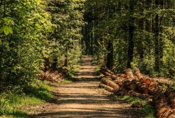 В Украине проведут инвентаризацию лесов - закон