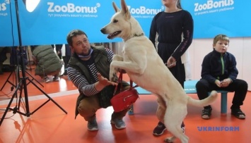Самые высокие уши: киевский пес из приюта установил национальный рекорд