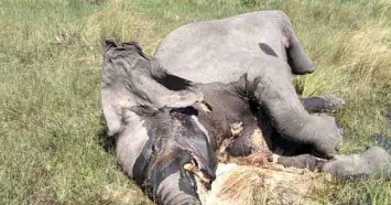 В Африке массово гибнут слоны