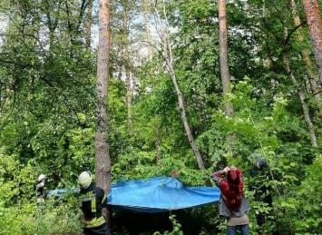 Спасателям в Обухове пришлось лезть на дерево за кошкой