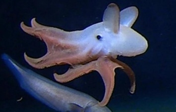 Биологи показали самого глубоководного осьминога в мире (фото)