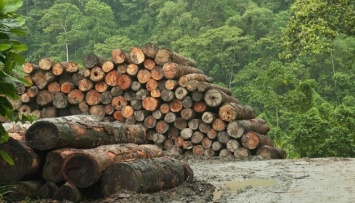 В Гослесагентстве обсудили проект о совершенствовании законов в сфере лесных отношений