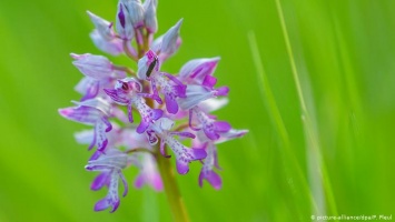 В заповеднике на Одере проходит перепись диких орхидей (фото)