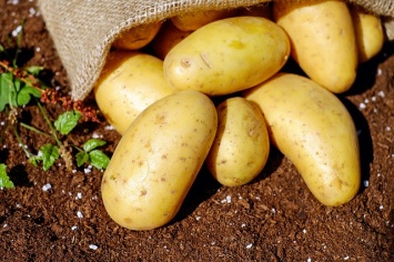 Роскачество предупредило о токсичных редьке и картофеле
