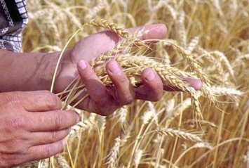 Крымские аграрии приступят к сбору урожая зерновых в течение десяти дней