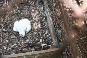 В Одесском зоопарке впервые в неволе родился орел-могильник (фото)