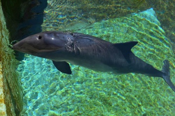 В Примпосаде на берег выбросило мертвого дельфина-малыша (ФОТО)