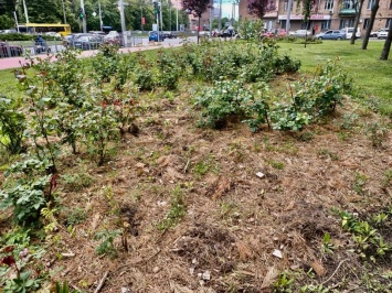 Вандалы выкрали с клумбы в Киеве розы