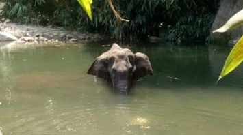 Разорвало рот и язык: в Индии умерла беременная слониха, съевшая фрукт с петардой (фото)