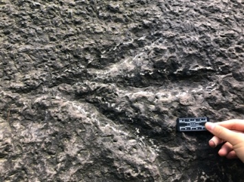 В китайском бомбоубежище обнаружены следы динозавров
