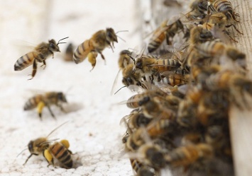 "Теплое" лето: пасечники подкармливают пчел, спасая от смерти