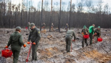 На Житомирщине восстановили более 100 гектаров поврежденного огнем леса