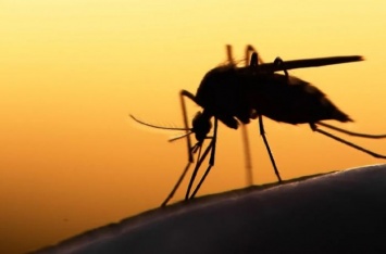 Проверенный народный метод защиты кожи от укусов комаров